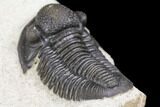 Detailed Gerastos Trilobite Fossil - Morocco #141791-5